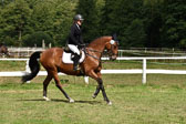 Springreiter WB
