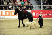 Showwettkampf der Reitvereine
