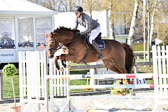 Springpferde L