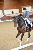 Elbtrophy Dressurturnier nur 26.10.2019 Elbtrophy Dressurturnier nur 26.10.2019