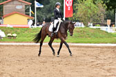Reitpferdeprfg