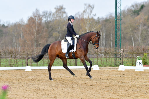 Dressur L  Trense