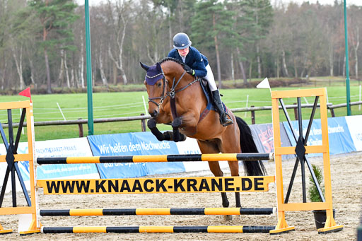 Springpferde L Springpferde L