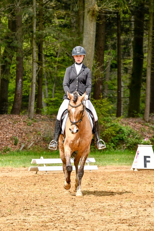 Dressur-Springen-Gelände