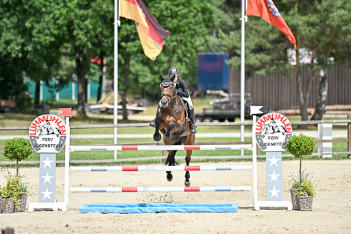 Springen CCI3 L